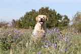 GOLDEN RETRIEVER 148